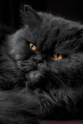 кот черный пушистый шерсть