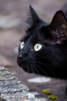 кот черный мордочка взгляд