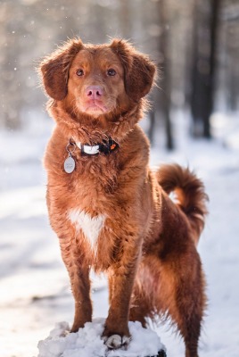 собака лес зима снег