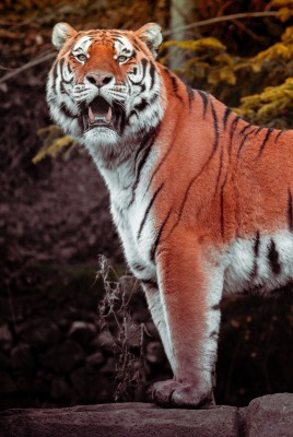 тигр хищник пасть