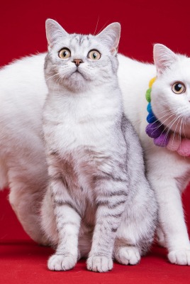 кошка кот пара красный фон