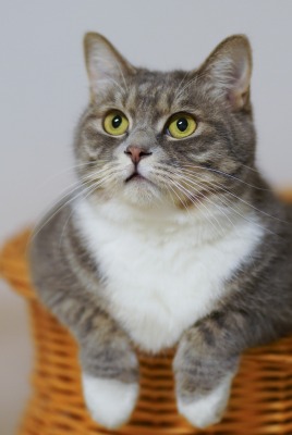 кошка в корзине смотрит взгляд