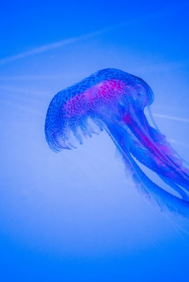 медуза глубина синий фон