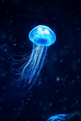 медуза неон свечение глубина частицы