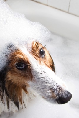 собака колли пена ванна