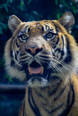 тигр морда хищник