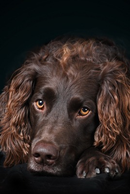 собака коричневый пес лежит черный фон