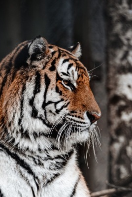 тигр хищник голова