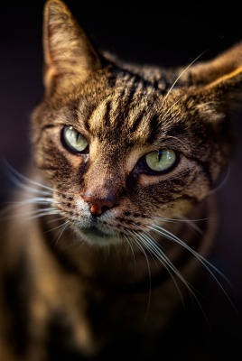 кот коричневый взгляд морда крупный план