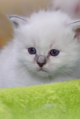 котенок белый пушистый мордочка