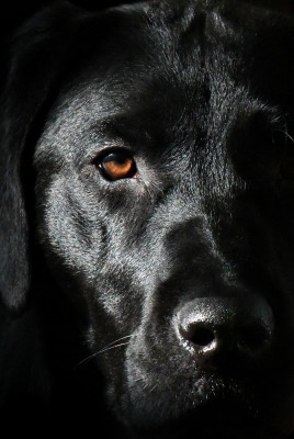 собака черный пес лабрадор