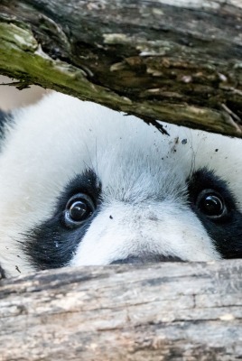 панда глаза когти бревно