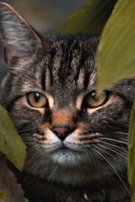 кот мордочка листья усы взгляд
