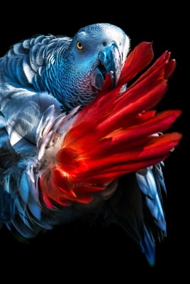 попугай волнистый синий черный фон