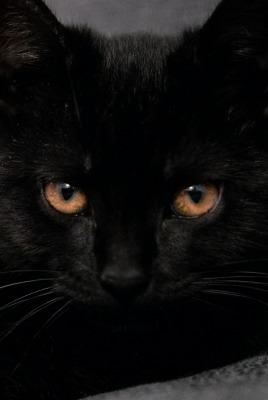 кот черный лежит мордочка