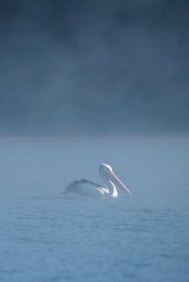 пеликаны озеро туман