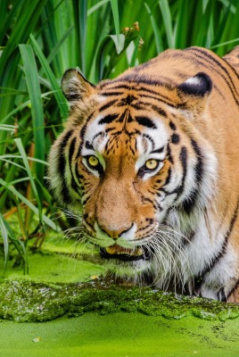 тигр болото трава хищник