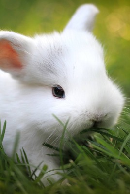 кролик белый трава крупный план
