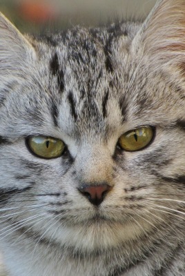 кошка полосатая взгляд