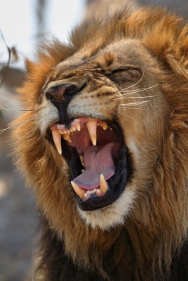 лев пасть хищник