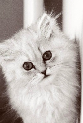 котенок белый котенок пушистый