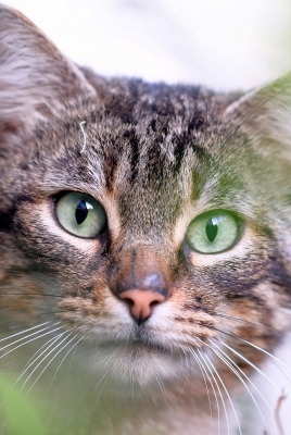 кошка зеленые глаза взгляд