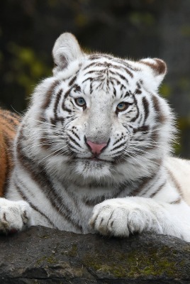 тигры белый тигр оранжевый тигр