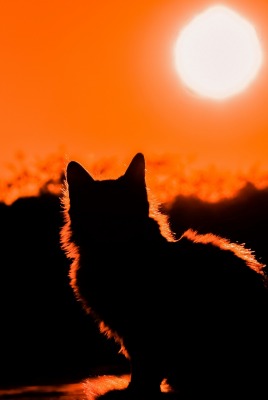 кошка силуэт закат солнце горизонт