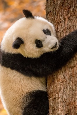 панда медведь на дереве