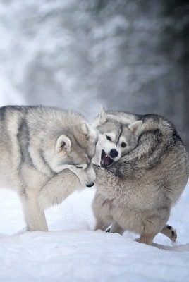 волк драка зима снег