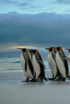 пингвины стая берег волны