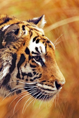 тигр хищник морда в траве