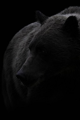 медведь черный темный фон
