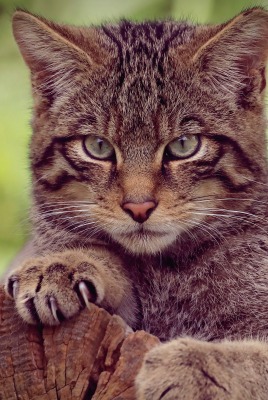 кот лесной дикий