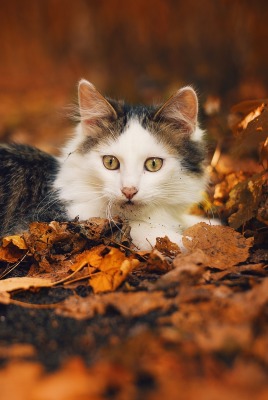 кот осень осенние листья