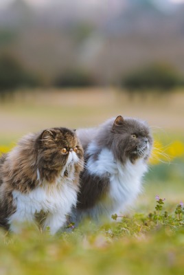 персидский кот коты на лужайке