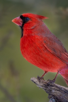 птичка красная кардинал