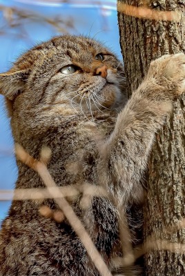 кошка на дереве лапки ствол