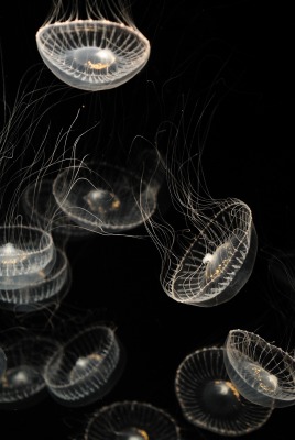 медузы темнота черный фон