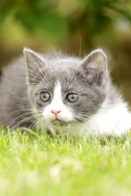 котенок трава газон игривый