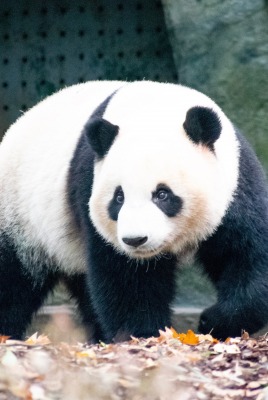 панда зоопарк листья
