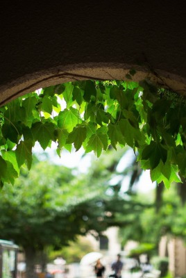 Листья над аркой