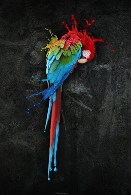 попугай краски рисунок