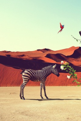 зебра водопой пустыня оазис