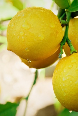Лимон на ветке капли