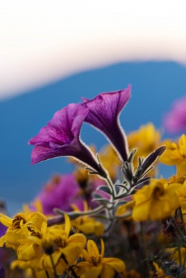 природа цветы nature flowers