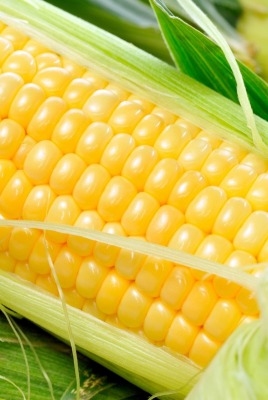 Кукуруза зерна початок Corn grain the cob