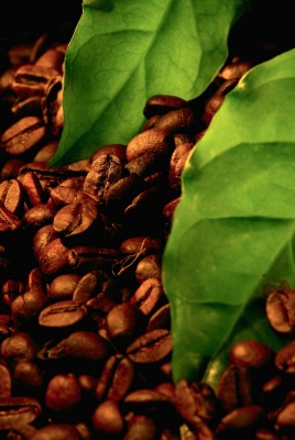 кофе зерна листья