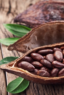какао бобы растение
