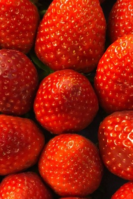 клубника спелая ягоды красная